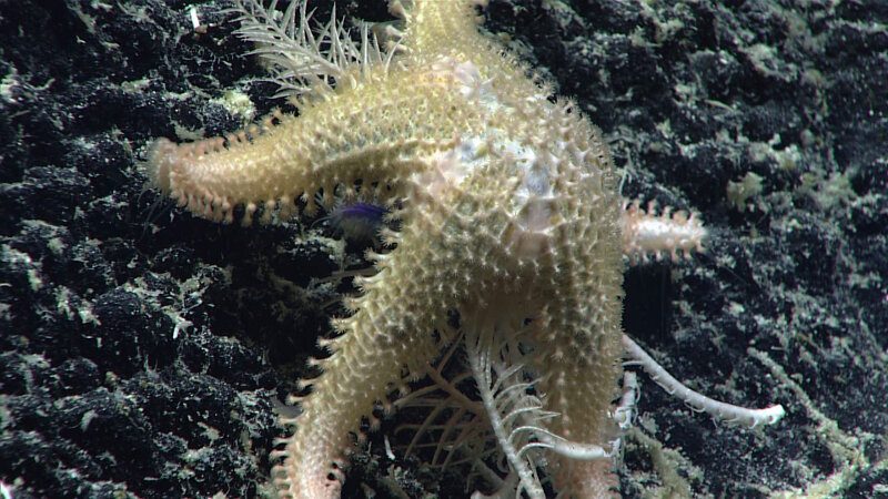 This sea star (Solasteridae Lophaster sp.) was found feeding on a crinoid.
