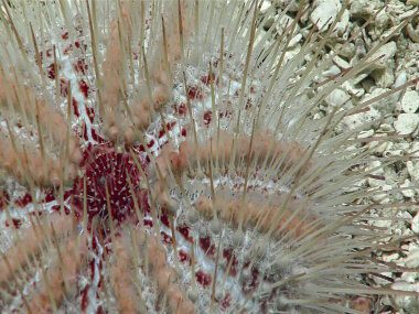 Urchins were common on Dive 11 at Kingman Reef.