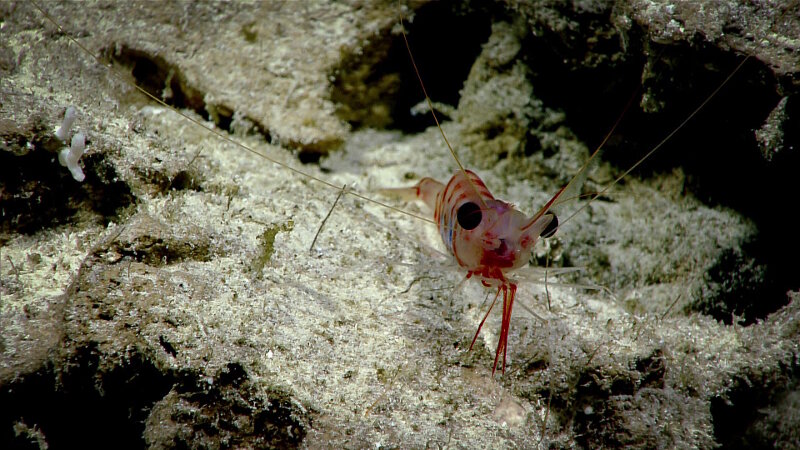A shrimp came out of a hole when Deep Discoverer arrived on the bottom.
