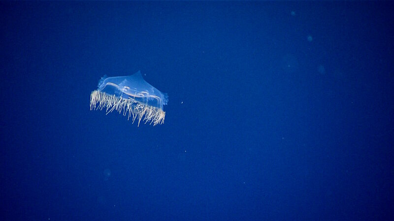 A hydromedusae jellyfish, seen here drifting in the water column, is one species that may be found in an oxygen minimum zone.