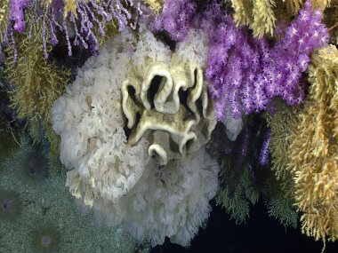 We found this unusual umbrella-shaped pedestal that was covered with corals and sponges towards the end of Dive 05 of the Mountains in the Deep expedition. Zooming in revealed numerous shrimp, crabs, brittle stars, and fish living within this structure. 