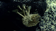 We found this sponge attached to a rock in an unusual manner. Notice the base of the sponge looks like it has foot-like appendages. We found this sponge attached to a rock in an unusual manner. Notice the base of the sponge looks like it has foot-like appendages.
