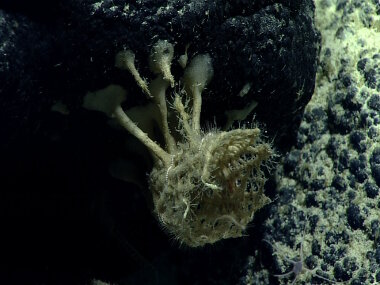 We found this sponge attached to a rock in an unusual manner. Notice the base of the sponge looks like it has foot-like appendages.