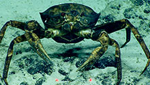 Female golden crab, heavy with purple eggs, found at about 1,015 meters (3,330 feet) on Dive 07, is covered in black spot disease. The family name, Geryonidae, comes from Geryon of Greek mythology. Geryon was a three-headed, four-winged giant who lived on the island of Erytheia on the far side of the Earth-encircling river named Okeanos. The black patches visible all over the crab's carapace and legs are evidence of a bacterial disease, aptly called black spot. Black spot disease can be more prevalent on crabs that have not molted for some time. Female golden crab, heavy with purple eggs, found at about 1,015 meters (3,330 feet) on Dive 07, is covered in black spot disease. The family name, Geryonidae, comes from Geryon of Greek mythology. Geryon was a three-headed, four-winged giant who lived on the island of Erytheia on the far side of the Earth-encircling river named Okeanos. The black patches visible all over the crab's carapace and legs are evidence of a bacterial disease, aptly called black spot. Black spot disease can be more prevalent on crabs that have not molted for some time.