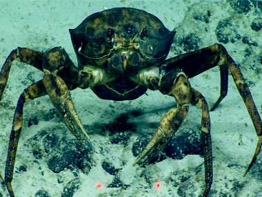 Female golden crab, heavy with purple eggs, found at about 1,015 meters (3,330 feet) on Dive 07, is covered in black spot disease. The family name, Geryonidae, comes from Geryon of Greek mythology. Geryon was a three-headed, four-winged giant who lived on the island of Erytheia on the far side of the Earth-encircling river named Okeanos. The black patches visible all over the crab's carapace and legs are evidence of a bacterial disease, aptly called black spot. Black spot disease can be more prevalent on crabs that have not molted for some time. 