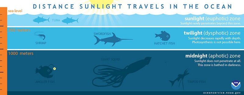 The ocean is divided into three zones based on depth and light level. Although some sea creatures depend on light to live, others can do without it.