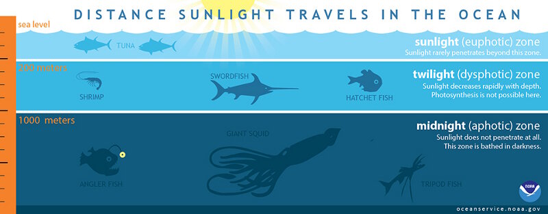 The ocean is divided into three zones based on depth and light level.