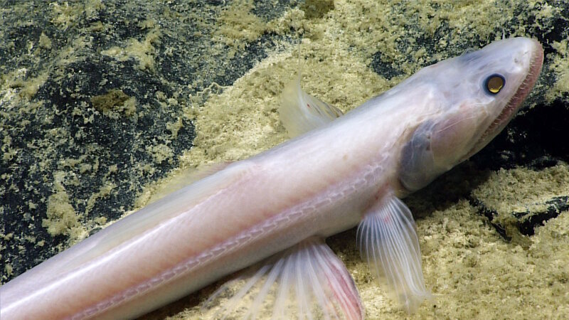 This deep-sea lizardfish (Bathysaurus mollis), seen on Dive 08 of the Mountains in the Deep expedition, is a top predator on the abyssal plains.