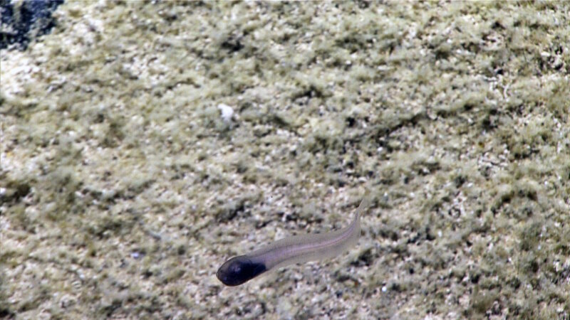 This unknown cusk eel (family Ophidiidae), seen on Dive 08 of the Mountains in the Deep expedition, also displays a bicolor pigmentation pattern with a dark head and a light body.