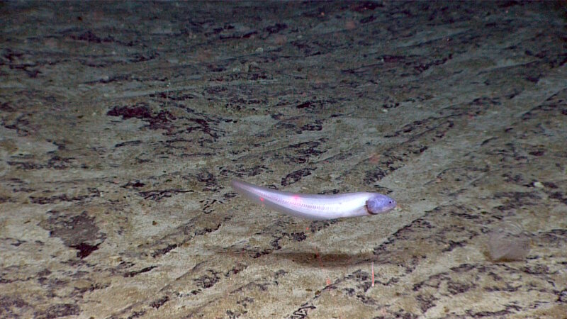 This cusk eel (Bassozetus sp.), seen on Dive 08 of the Mountains in the Deep expedition, was one of the fish we had expected to see during this dive since it is also common further east in the Clarion-Clipperton Zone.
