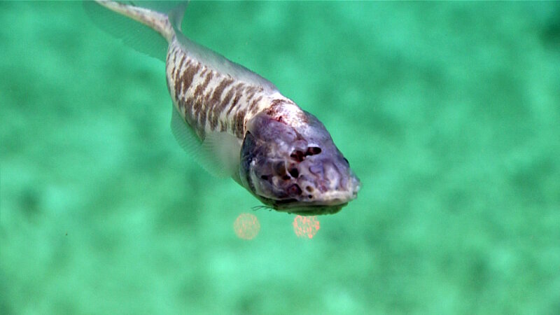 This injured cusk eel (subfamily Neobythitinae, Leucicorus), seen on Dive 08 of the Mountains in the Deep expedition, has a dark head and a lighter, mottled body.