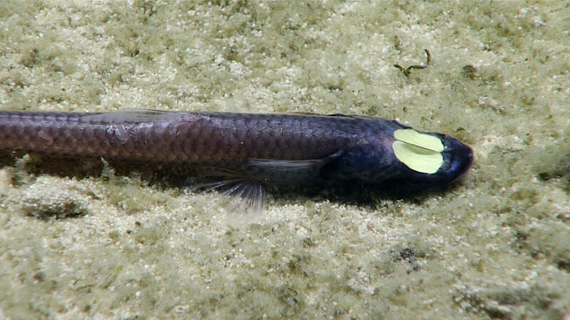 This grideye fish (Ipnops meadi), seen on Dive 08 of the expedition, has highly modified, platelike eyes.