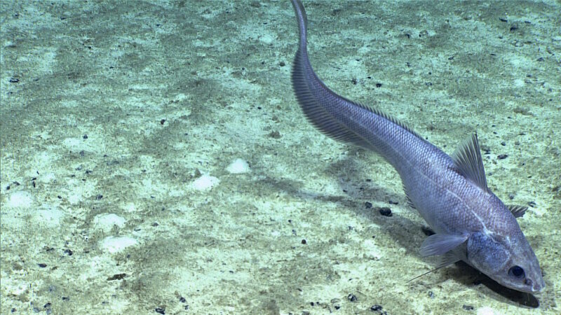 A rattail (Coryphaenoides sp.) swims over a heavily sedimented, soft bottom during Dive 08 of the Mountains in the Deep expedition.