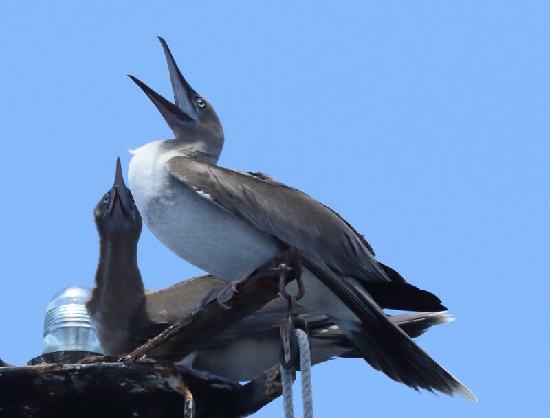 A pair of juvenile Brown Boobies landed on a mast on the bow and warded off others who wanted the perch
