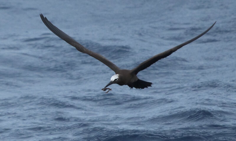 A brown noddy has plucked what appears to be a piece of algae from the water just offshore of Palmyra Atoll.