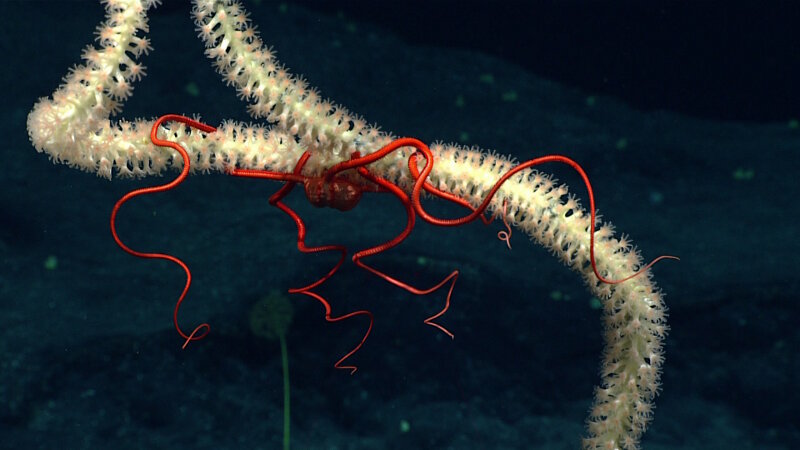 The subtle pink of the mouths of these bamboo coral polyps contrast with the white of the polyp body and the bright red of the Asteronyx brittle star.