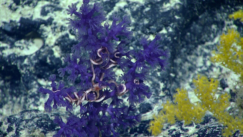 On Dive 11, we found this deep purple Victorgorgia next to a yellow Acanthogorgia. Pink brittle star arms can be seen wrapped in the branches.
