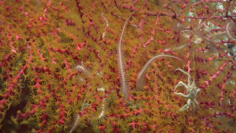 Seen on Dive 10, this Swiftia sea fan has polyps of a different color than the branches. Notice the soft tissue is a bright yellow and the skeletal features are a bright red. Brittle stars and a crab can also be seen in this image.