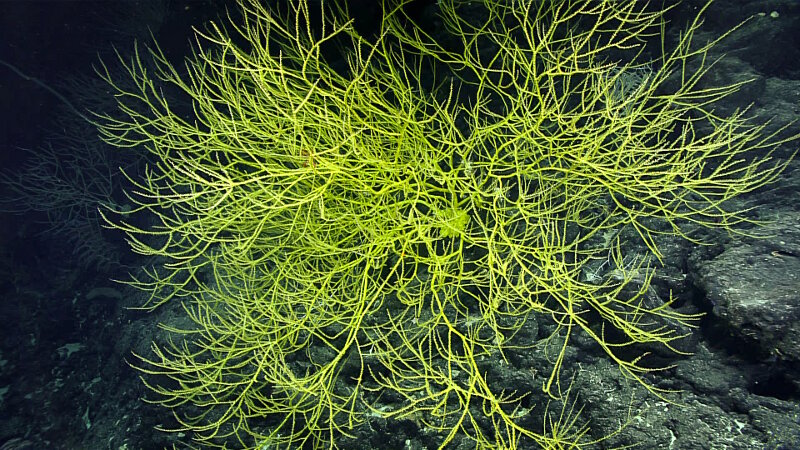 This large, vibrantly yellow bamboo coral seen on Dive 04 was nearly equal in size to ROV Deep Discoverer.