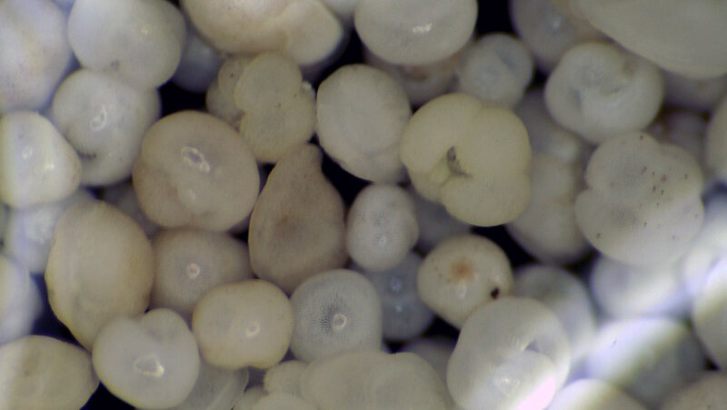 This microscope image from Dive 03 shows that the soft sediment we collected was composed of foraminifera.