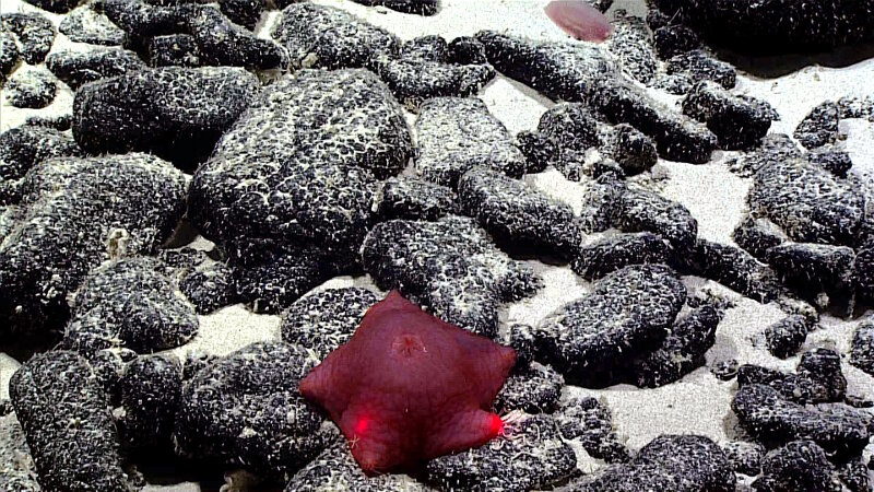 Rounded black pieces of manganese-encrusted basaltic rubble with white carbonate sand between the boulders. The red sea star is ~15 centimeters (6 inches) in diameter.