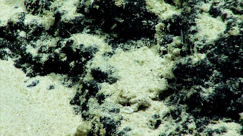 The substrate at the Dive 03 site was mostly dark, manganese-crusted rock with some soft sediment.