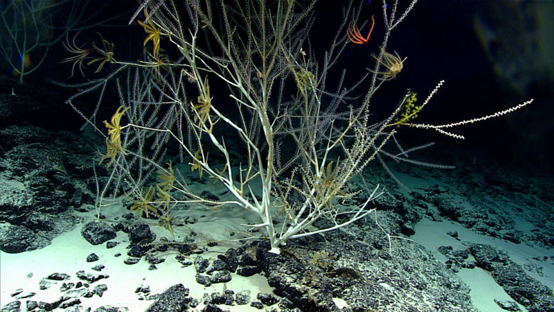 Large bamboo corals (subfamily Keratoisidinae), with feather stars and brittle stars attached to their branches, were very common throughout Dive 03.