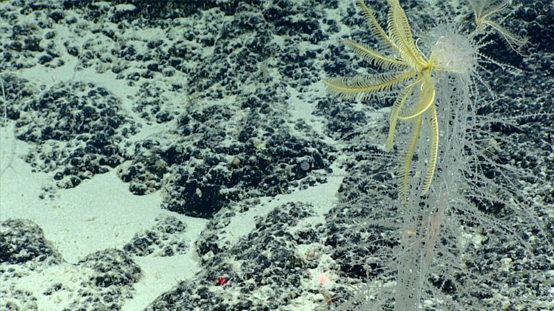 The sponge Walteria sp. with a feather star attached.