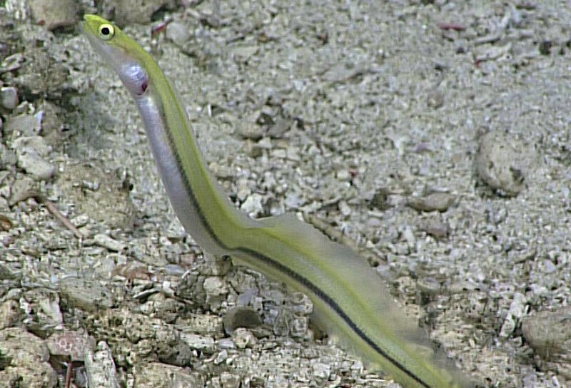 Striped eel, first seen in 2005 and later seen during a 2017 Okeanos Explorer dive within the Pacific Remote Islands Marine National Monument.