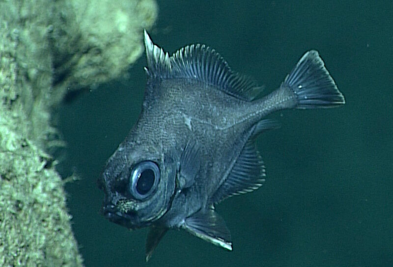 The oreo dory, first seen during 2005 exploration in the Line Islands, and seen again during NOAA Ship Okeanos Explorer ROV surveys at other central Pacific locations.