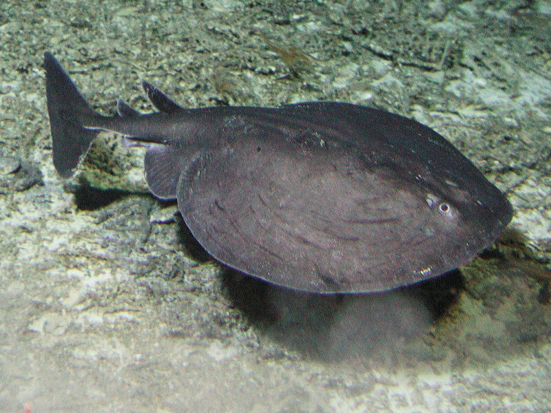 Torpedo ray seen during submersible surveys in 2005 at the U.S. Line Islands. This fish has not been seen again since.