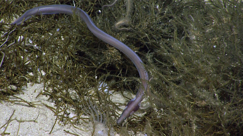 A snake eel in a thicket of polychaete worms. These polychaetes have built large worm tubes and were found in a high density for a portion of our dive at Jarvis Island.
