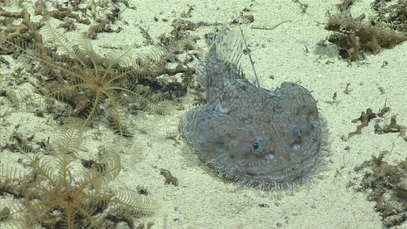 We observed goosefish, like the one pictured here, at a variety of depths throughout our dive at Jarvis Island.