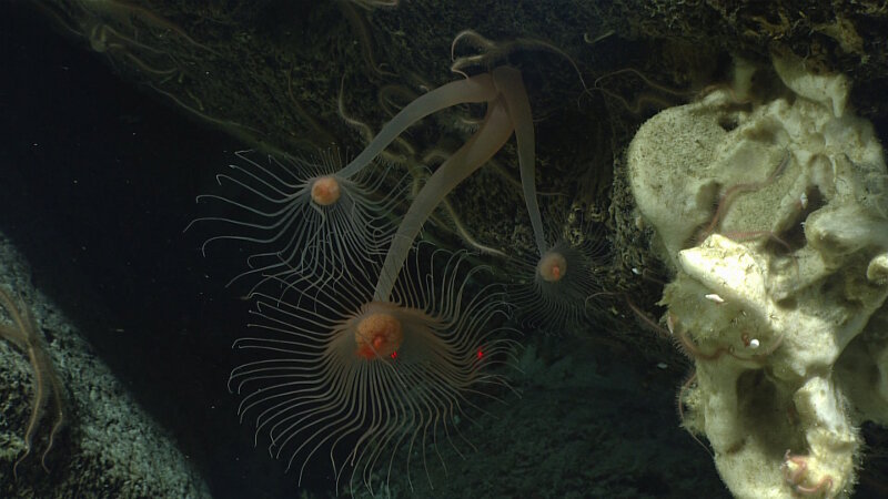 Solitary hydroids are fairly common observations during NOAA Ship Okeanos Explorer dives, but there was much discussion amongst our science team as to why these three individuals appear to share a base.