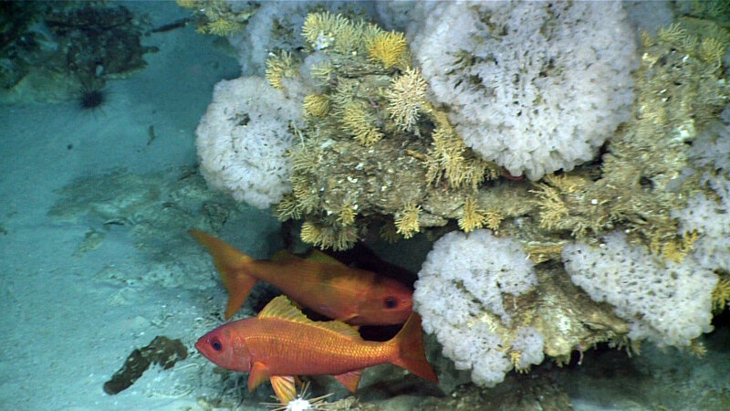 Two of the school of 20+ Randall’s snappers hang out under an overhang covered in coral and sponges.