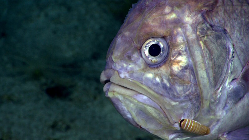 Roughy with an isopod parasite. Prior to 2005, roughies were not known to exist in this region. Since then, the CAPSTONE expeditions have been greatly expanding their known distribution with observations in nearly every major operating area. 