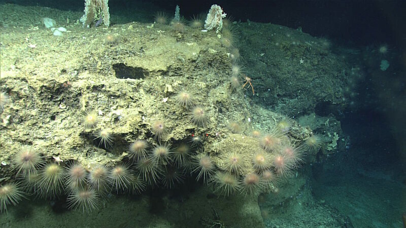 Throughout the dive at Jarvis Island, echinoderms were common under almost every overhang. Here, a vagrant (or large group) of urchins have covered this overhang. 