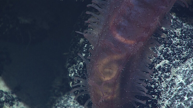 This holothurian, in the family Laetmogonidae, was found on Dive 02 of the Mountains in the Deep: Exploring the Central Pacific Basin expedition, at 2,495 meters (8,185 feet) depth. Notice the gut full of yellow sediment visible through its elongated translucent purple body.