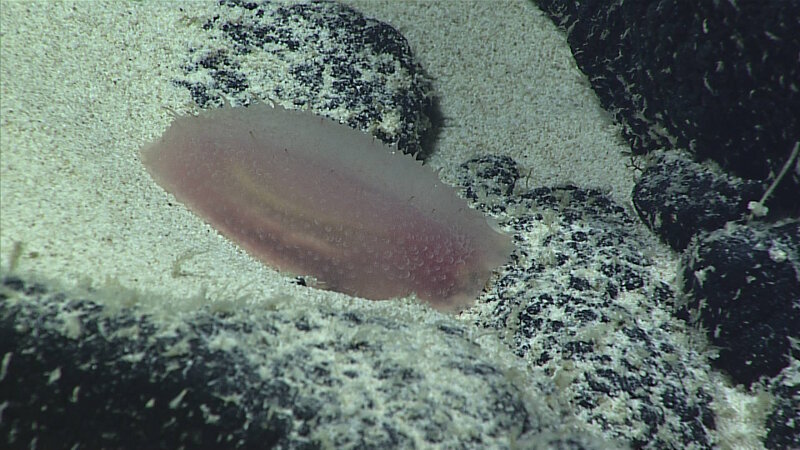 This light pink holothurian, which could be from the family Synallactidae and possibly genus Bathyplotes, was found at a depth of 2,480 meters (8,136 feet) on Dive 02 of the expedition.