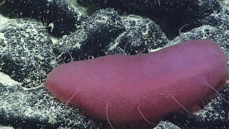 This bright pink holothurian, which could be from the family Synallactidae and possibly genus Bathyplotes, was found at a depth of 2,478 meters (8,130 feet) on Dive 02 of the expedition. Notice its spiky, hair-like appendages.