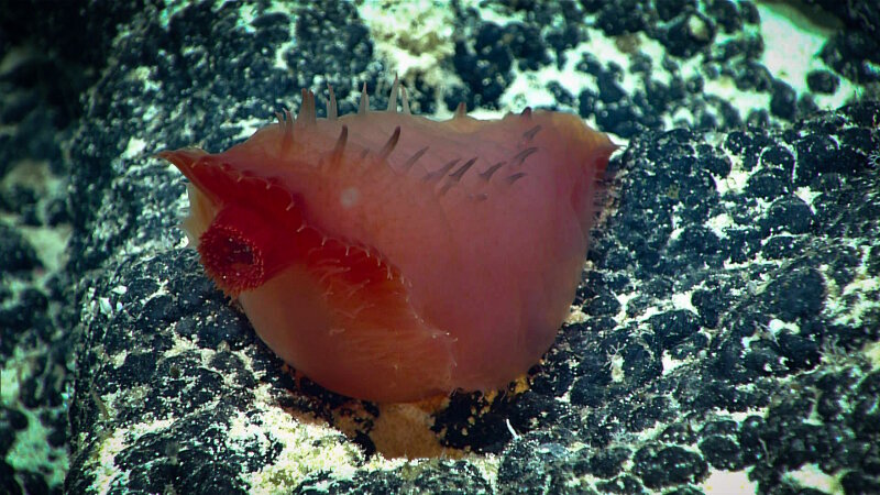 This holothurian, possibly from the family Synallactidae, was found on Dive 04 of the expedition at approximately 1,680 meters (5,510 feet). Here you can clearly see its mouth, a rare sighting as these are usually on the seafloor sucking up sediment.