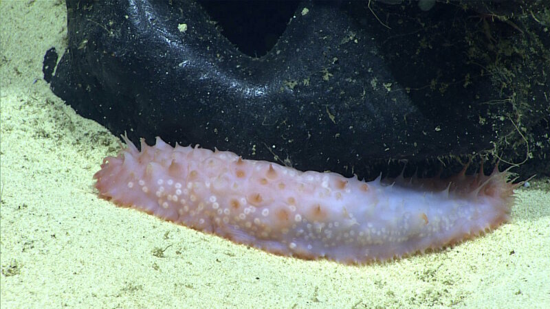 This holothurian from the Synallactidae family was spotted on Whaley Seamount at 1,040 meters (~3,410 feet) of depth.