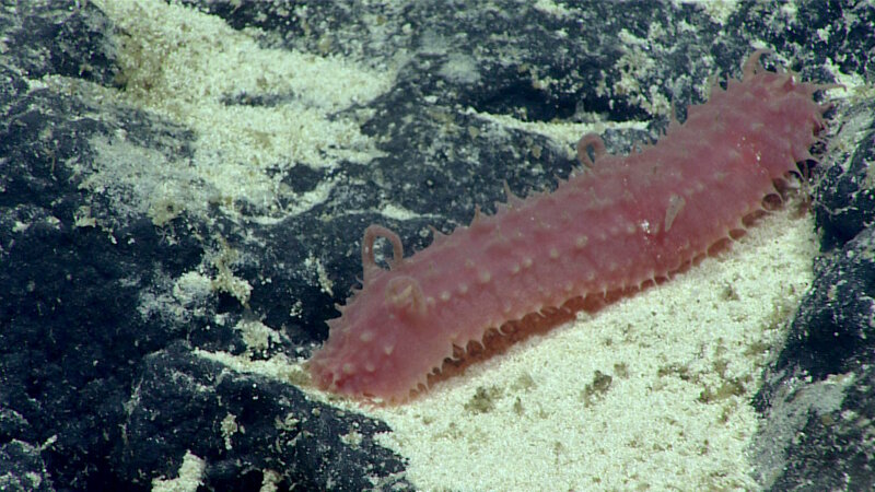 This holothurian is also from the family Synallactidae, likely from the genus Synallactes, and was seen at 1,930 meters.