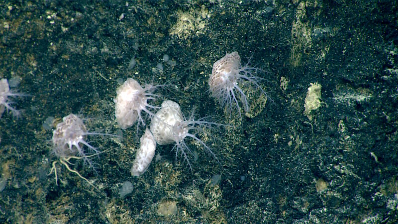 A close-up image of the holothurian (family Psolidae) that we collected on Dive 05 of the expedition. The branching “tentacles” are modified podia used for feeding.