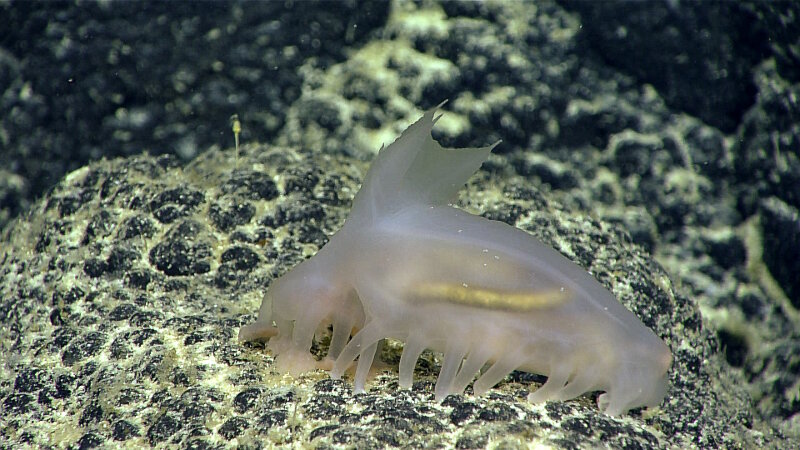 Cute elpidiid holothurian with an intestine full of sediment ~ 1,785 meters (~5,855 feet) found at the seamount dubbed Keli‘ihanui.