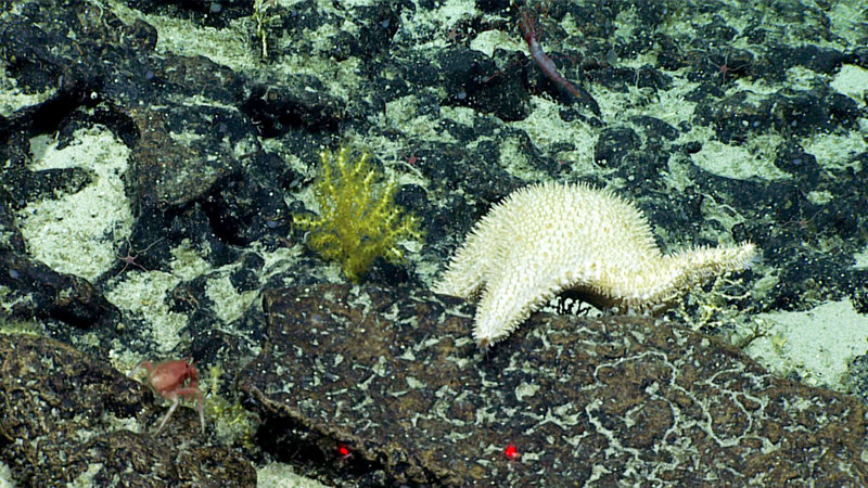 A seastar in the family Goniasteridae, genus Hippasteria, with an arm menacing this tiny little octocoral off to the side at Whaley Seamount.