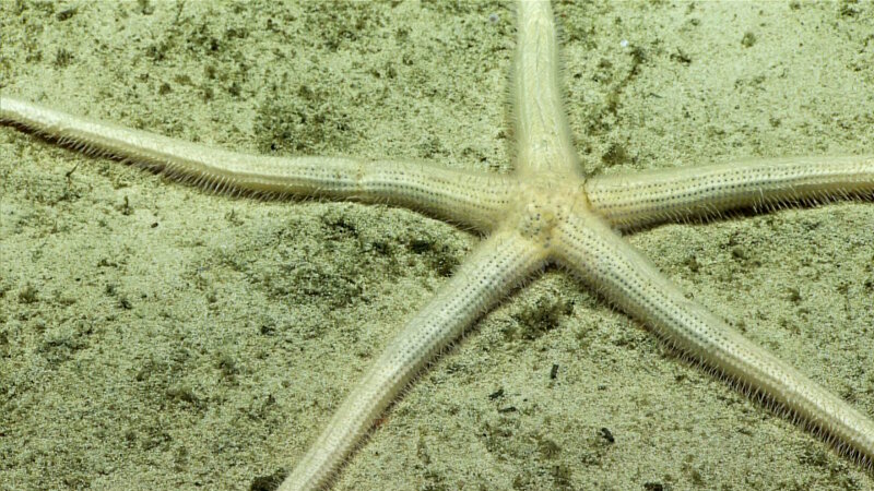 Zoroaster on Whaley seamount, partially buried in the sediment.