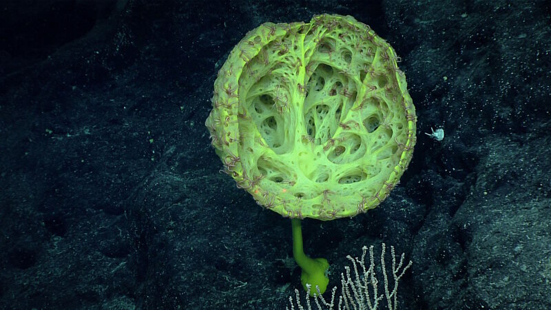 Hundreds of brittle stars occupy a very yellow glass sponge. These animals are perched in areas where water flow is the most conducive to capturing food via water currents with their tube feet and spines.