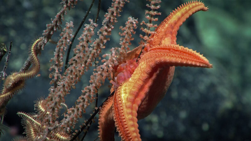 A goniasterid in the genus Circeaster feeding on a primnoid coral. This observation was made on Dive 07 of the Mountains in the Deep expedition at the seamount dubbed “Whaley”. 