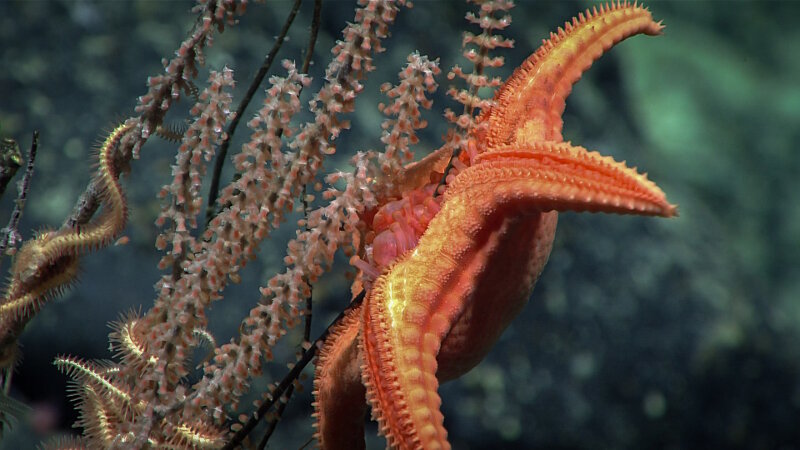 A goniasterid in the genus Circeaster feeding on a primnoid coral.